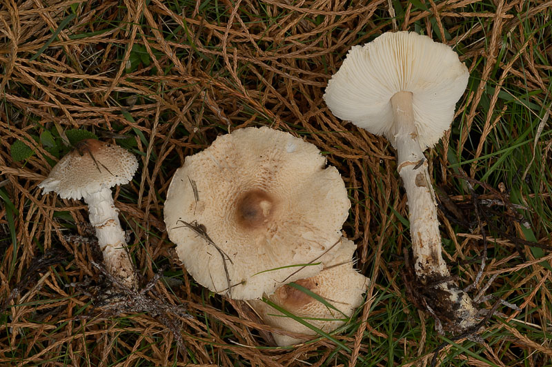 Lepiota ignivolvata